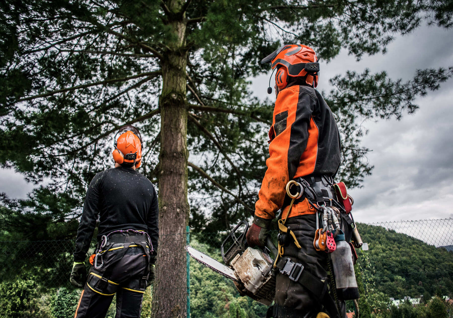 Forêt et bois